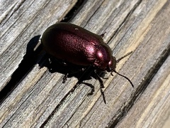 Chrysolinina