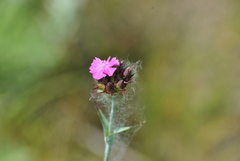 Dianthus andrzejowskianus