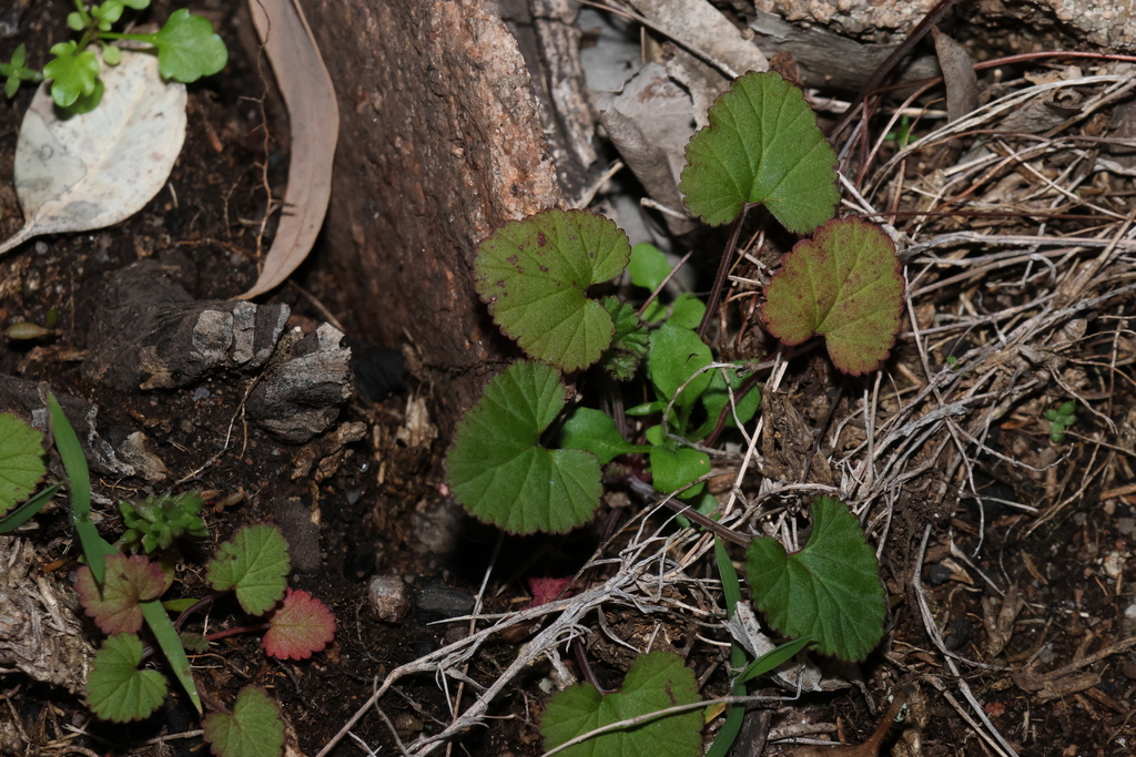 Pelargonium inodorum - Inner West indigenous plant