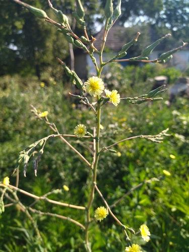 Lactuca serriola