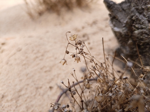 Image of Spergula morisonii by (c) Michal Honskus, some rights reserved (CC BY)