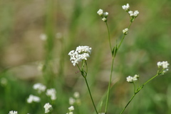 Asperula tinctoria
