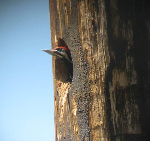 Dryocopus pileatus