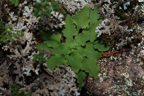 Image of Pterostylis daintreana by (c) Greg Tasney, some rights reserved (CC BY-SA)