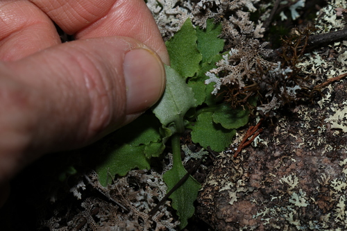 Image of Pterostylis daintreana by (c) Greg Tasney, some rights reserved (CC BY-SA)