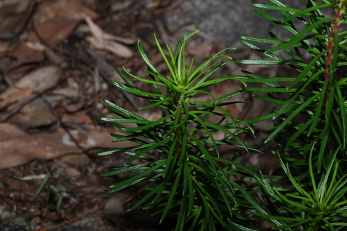 Image of Stylidium laricifolium by (c) Greg Tasney, some rights reserved (CC BY-SA)