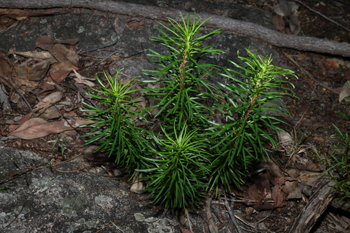 Image of Stylidium laricifolium by (c) Greg Tasney, some rights reserved (CC BY-SA)