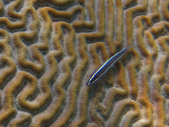 Elacatinus prochilos