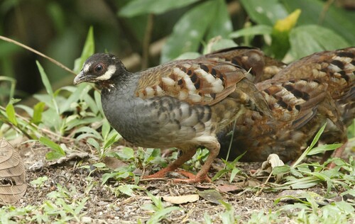 Malayan Partridge (Arborophila campbelli), photo 9