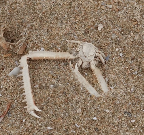 Parthenope longimanus observed 2024-07-13