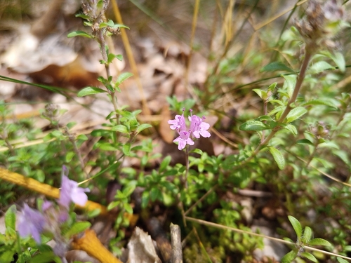 Thymus serpyllum