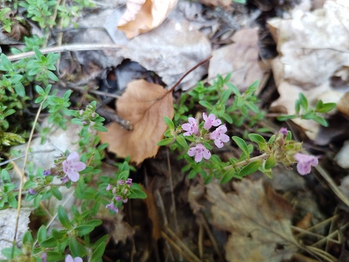 Thymus serpyllum