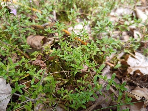 Thymus serpyllum