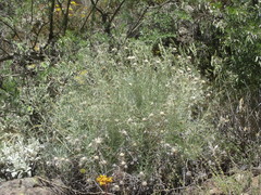 Carlina xeranthemoides image