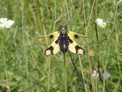 Libelloides macaronius