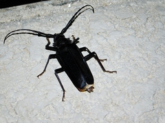 Derobrachus geminatus