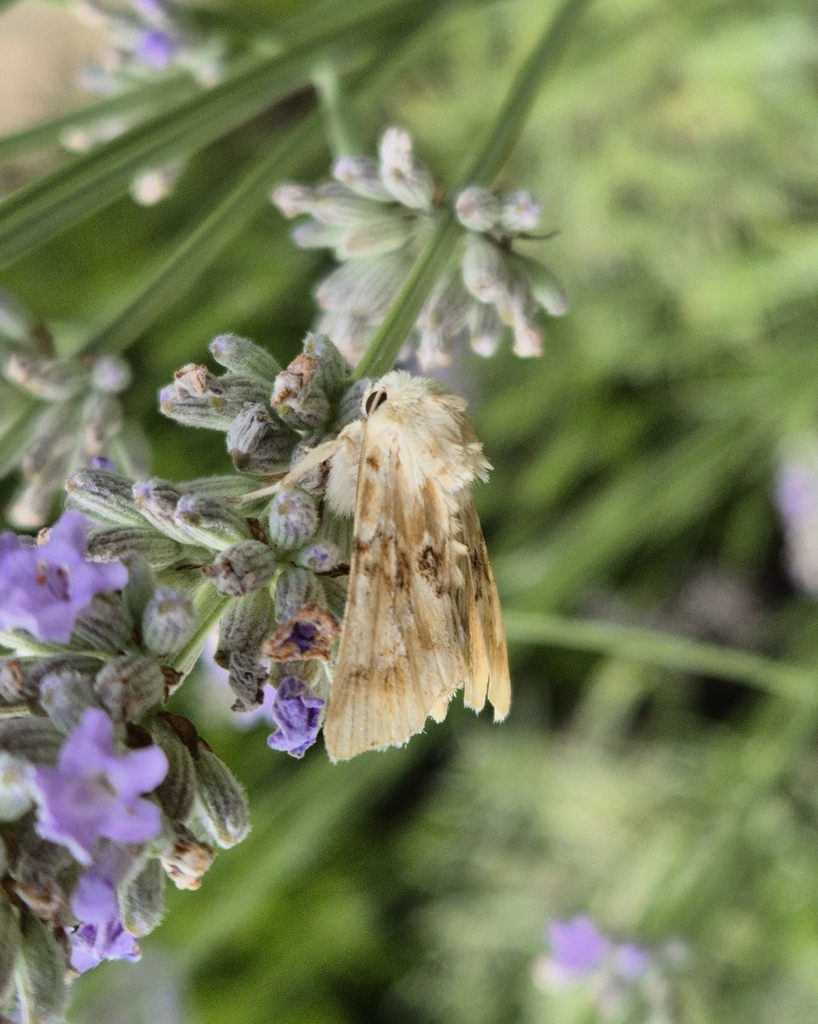 Dusky Sallow