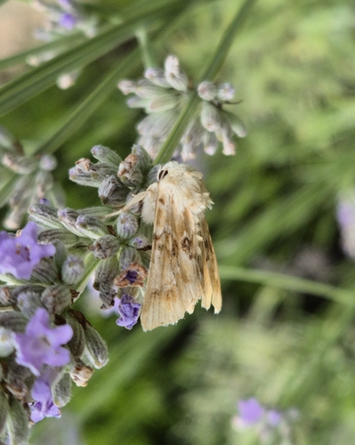 Dusky Sallow