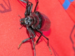 Derobrachus geminatus