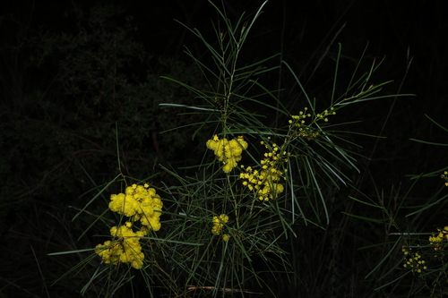 Acacia adunca, photograph 6
