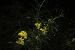 Acacia adunca, photograph (c) Greg Tasney, some rights reserved (CC BY-SA)