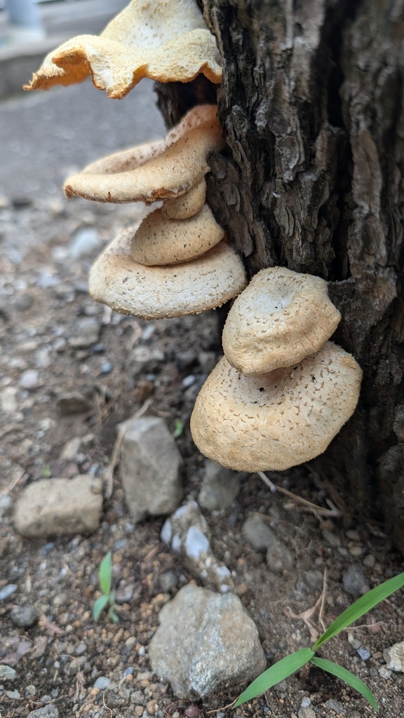 Lentinus squarrosulus · July 2024 · photo: © atsushi_nakajima_cirque (iNaturalist, cc-by)