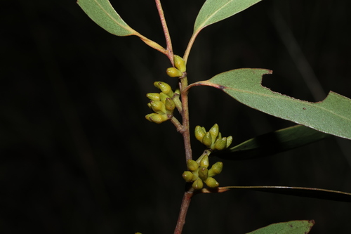 Image of Eucalyptus youmanii by (c) Greg Tasney, some rights reserved (CC BY-SA)