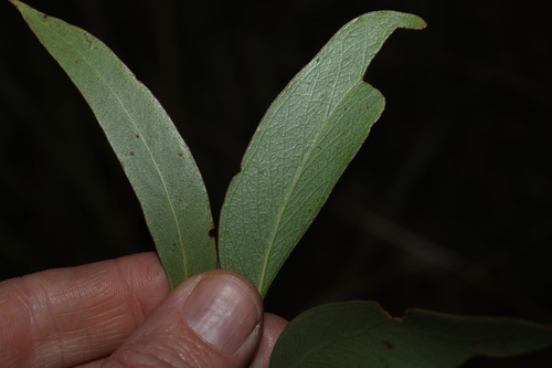Image of Eucalyptus youmanii by (c) Greg Tasney, some rights reserved (CC BY-SA)