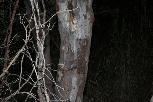 Image of Eucalyptus prava by (c) Greg Tasney, some rights reserved (CC BY-SA)