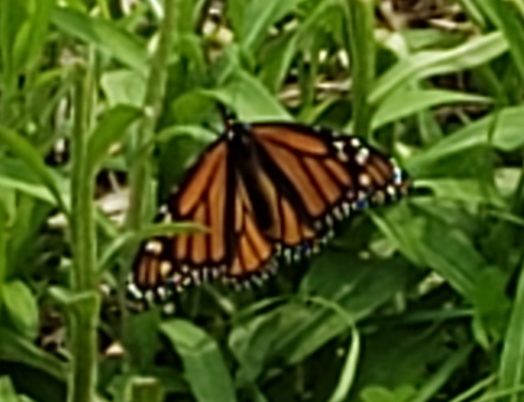 Monarch From Berczy Street, Barrie, On L4m 3p5, Canada On June 1, 2019 