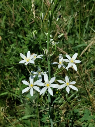 Image of Ornithogalum pyramidale by (c) David Sandler, some rights reserved (CC BY)