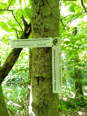 Cryptococcus fagisuga