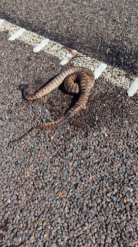 Black-headed Python