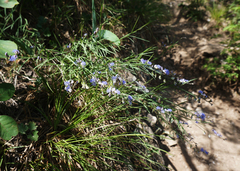 Polygala tenuifolia