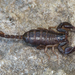 Euscorpius celanus - Photo (c) Emanuele Santarelli, some rights reserved (CC BY-SA), uploaded by Emanuele Santarelli