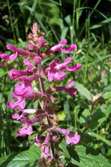 Stachys chamissonis cooleyae