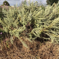 Artemisia thuscula
