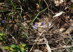 Polygala tenuifolia