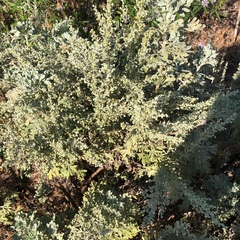Artemisia thuscula