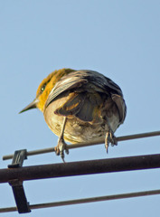 Icterus bullockii
