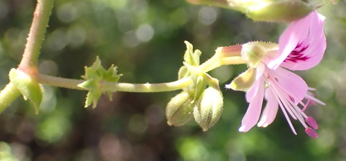 Image of Rose-Camphor Storksbill (Pelargonium englerianum) by (c) Nicola van Berkel, some rights reserved (CC BY-SA)