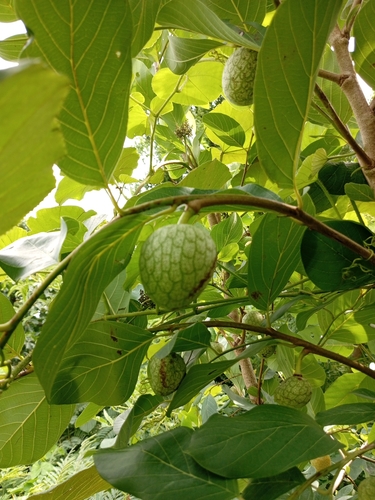wild custard-apple