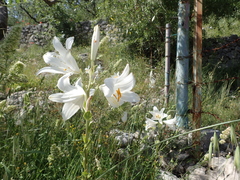 Lilium candidum