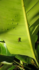 Coscineuta pulchripes