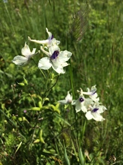 Delphinium pavonaceum
