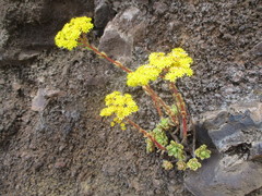 Aeonium spathulatum image