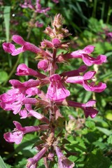 Stachys chamissonis cooleyae