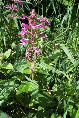 Stachys chamissonis cooleyae