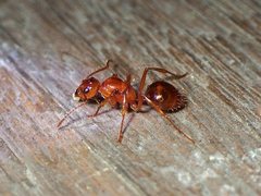 Notoncus spinisquamis