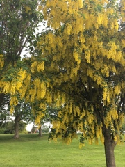 Laburnum